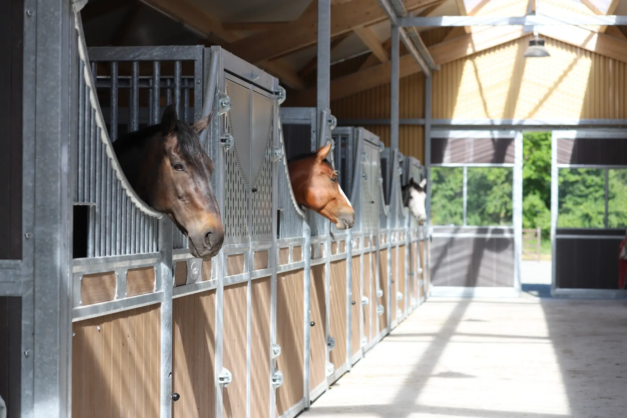Otis Eventing horses
